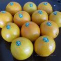 Fornecedor regular para a laranja de umbigo fresca chinesa